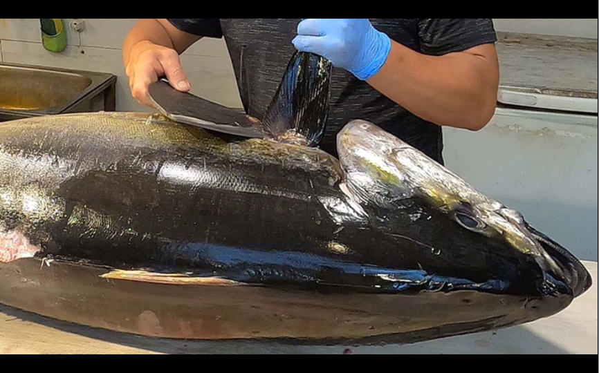 活动  街头美食 - 黄鳍鲔鱼切割技能 & 吃现切生鱼片,各式料理