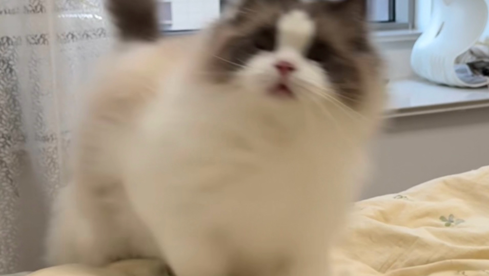 全网小猫一夜间丢失了自己的名字……