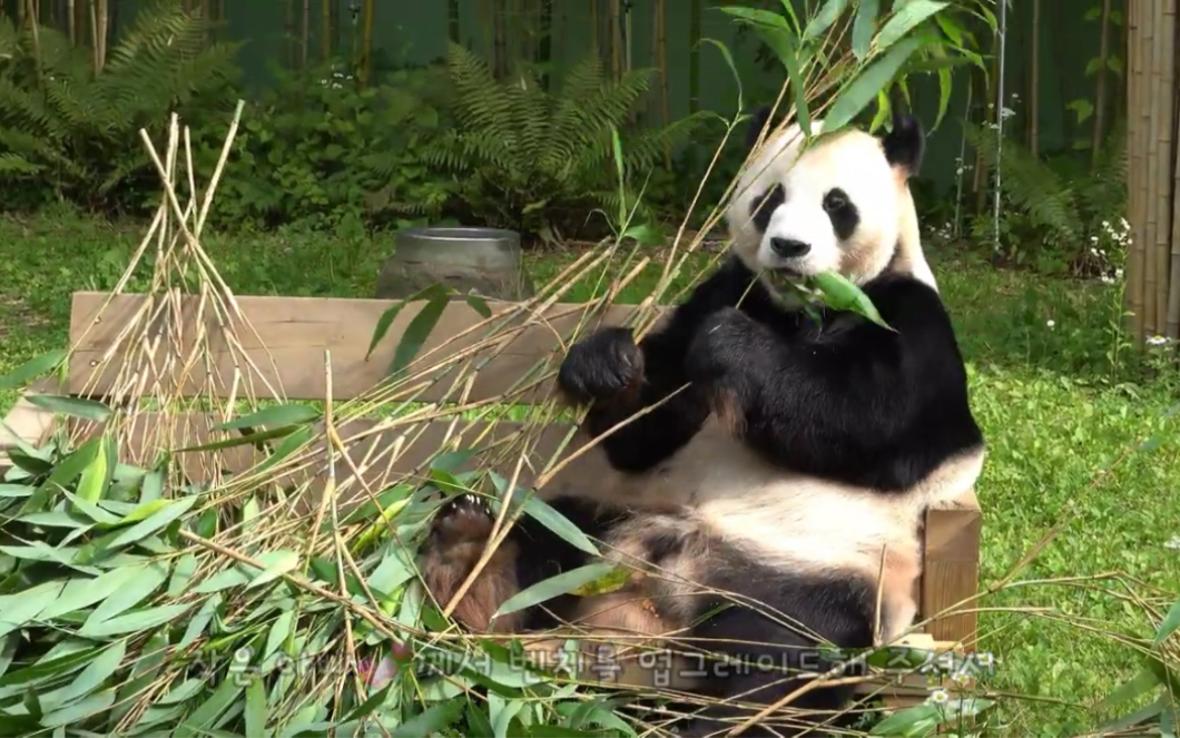 大熊猫园欣 坐在沙发上享受大餐 230704