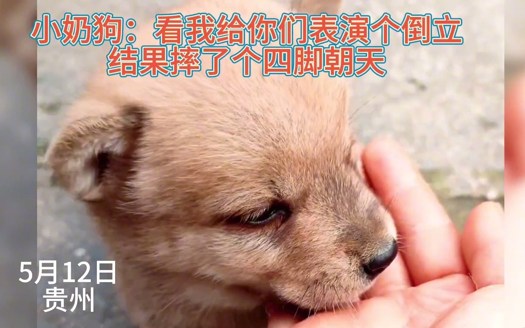 小奶狗下楼梯由于腿短,一脚踩空摔个四脚朝天