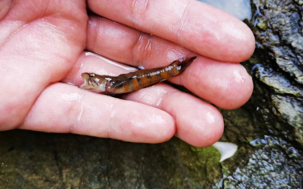 广西蜜蜂吻虾虎_哔哩哔哩 (゜-゜)つロ 干杯~-bilibili