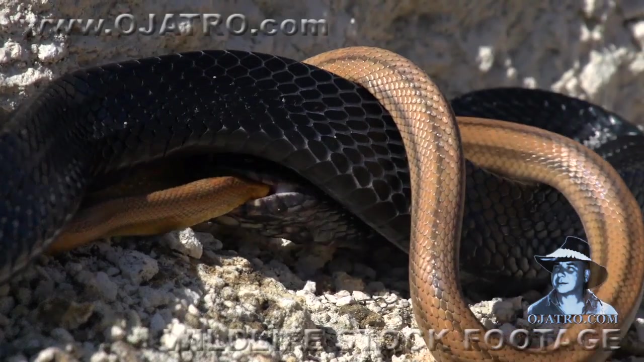 一条黄蛇四处游荡,看见一条黑蛇从洞里爬出来,立马愣了不敢动,最后