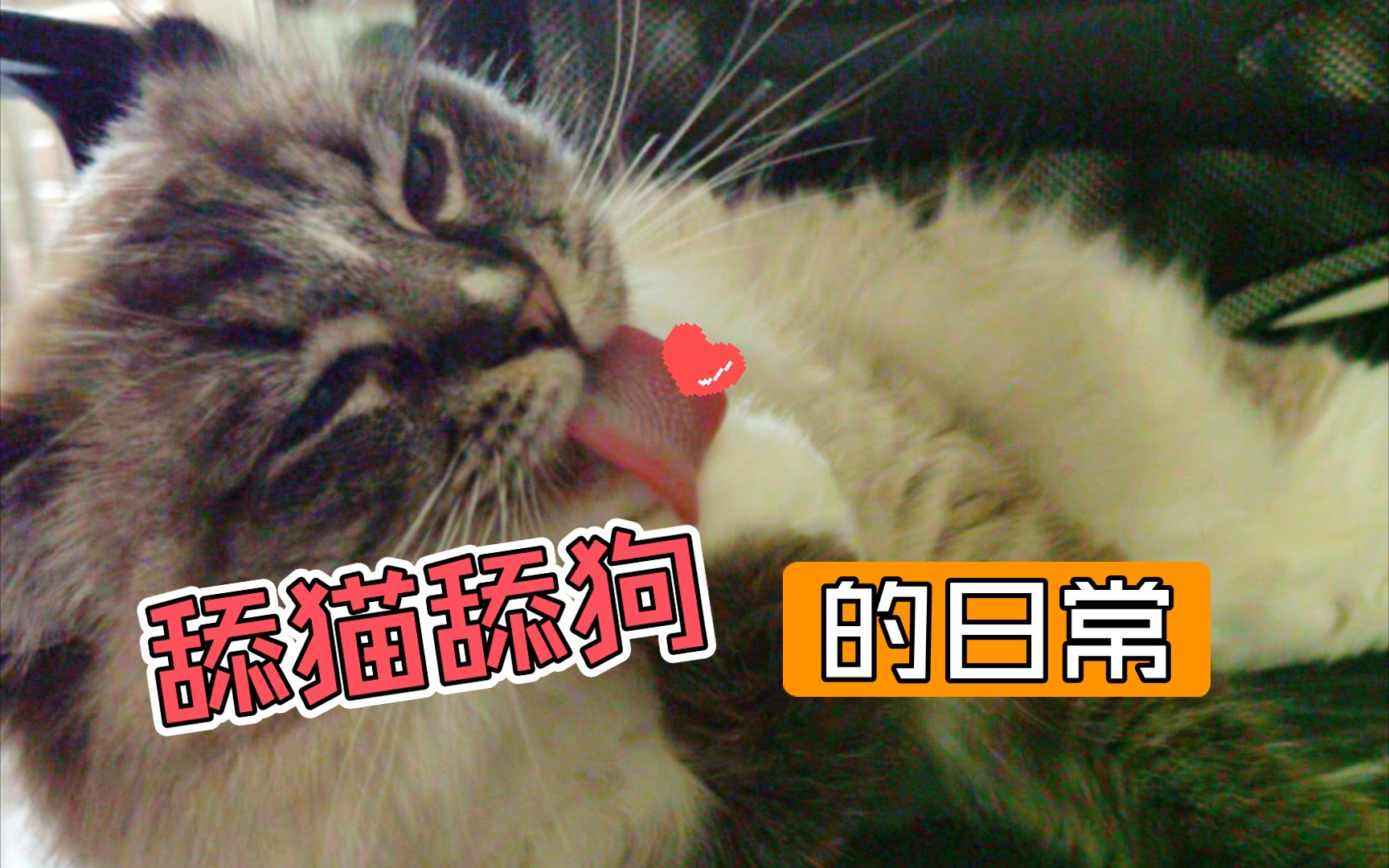 今天拍了一组搞笑的图,快进来看舔猫舔狗!