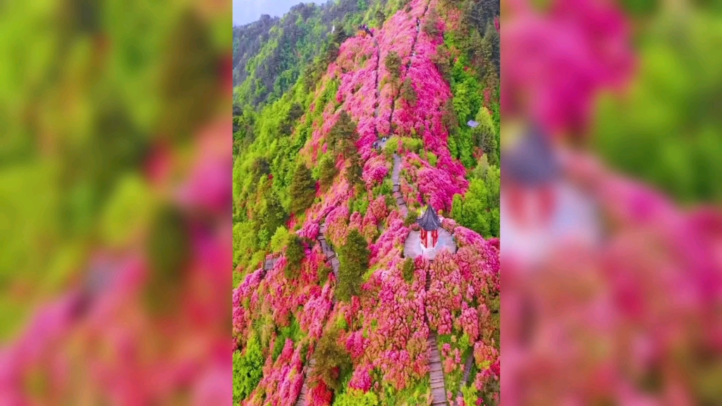 [图]看罢漫山红遍，俯视一览无余