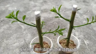 下载视频: 你知道柠檬是如何种植的吗？三分钟带你看完它的三种培育方式！