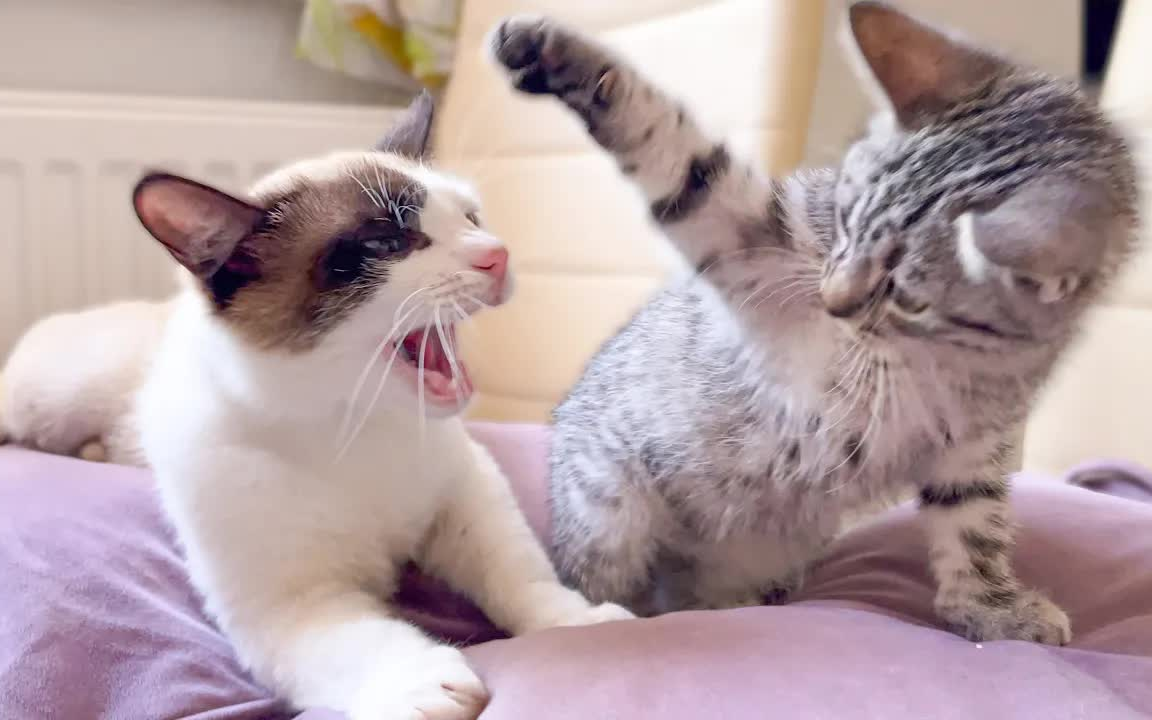 两只小猫咪打架斗殴