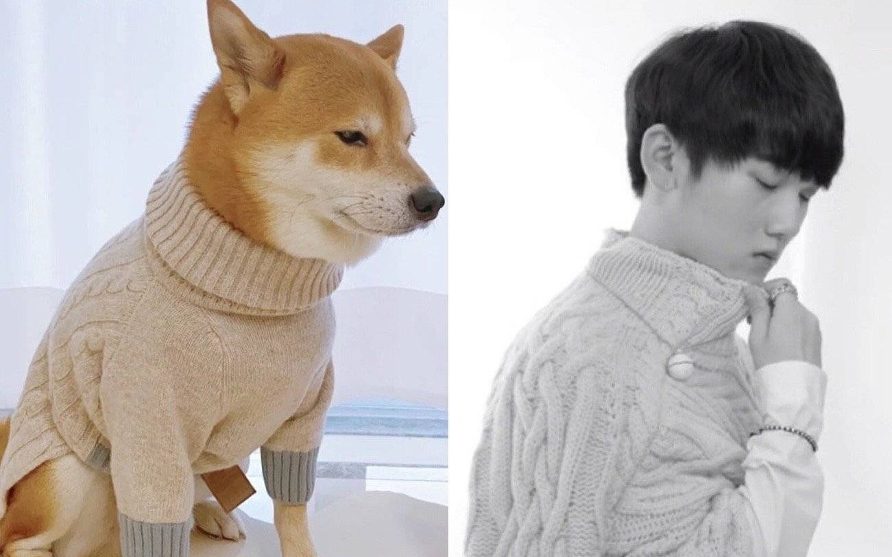 【jackeylove】传说中的柴犬波波合集