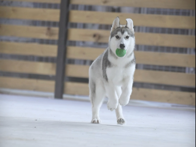 尴尬期的哈士奇灰白色弟弟