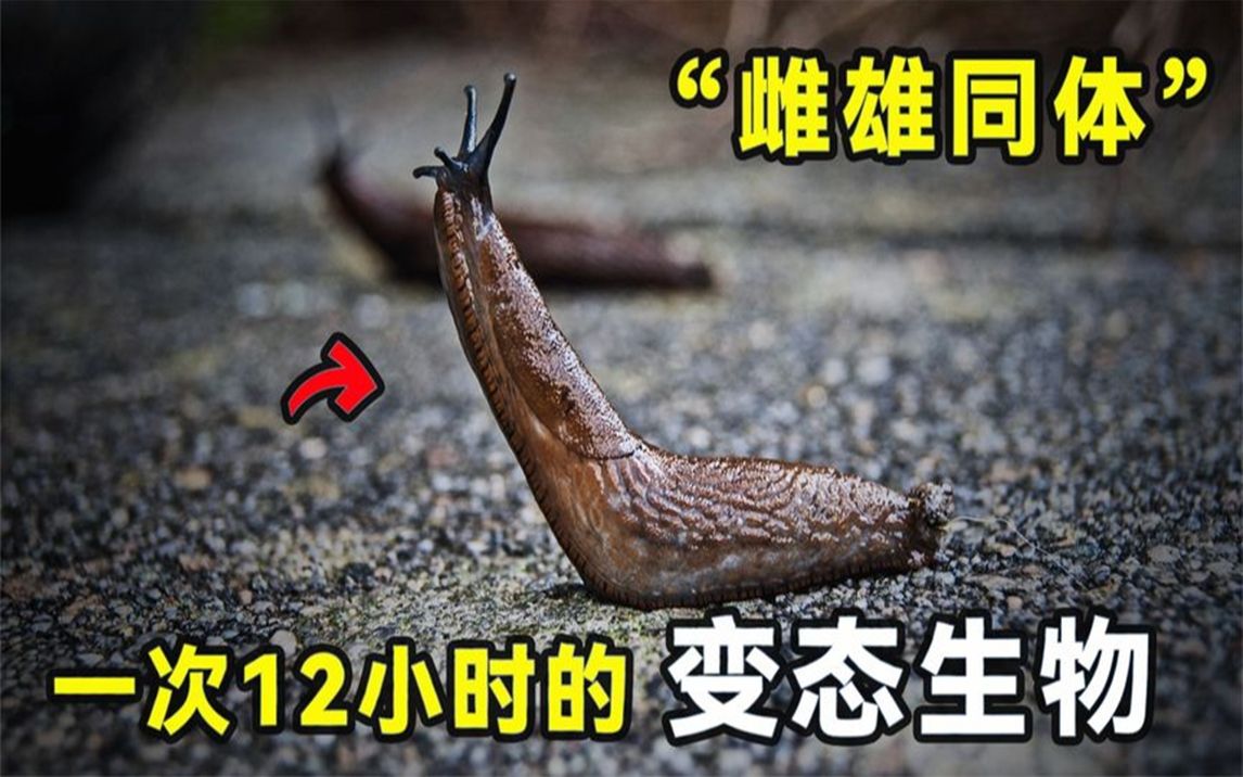 [图]农村常见的“鼻涕虫”，雌雄同体，菊花长在脑袋上，全身都很神奇