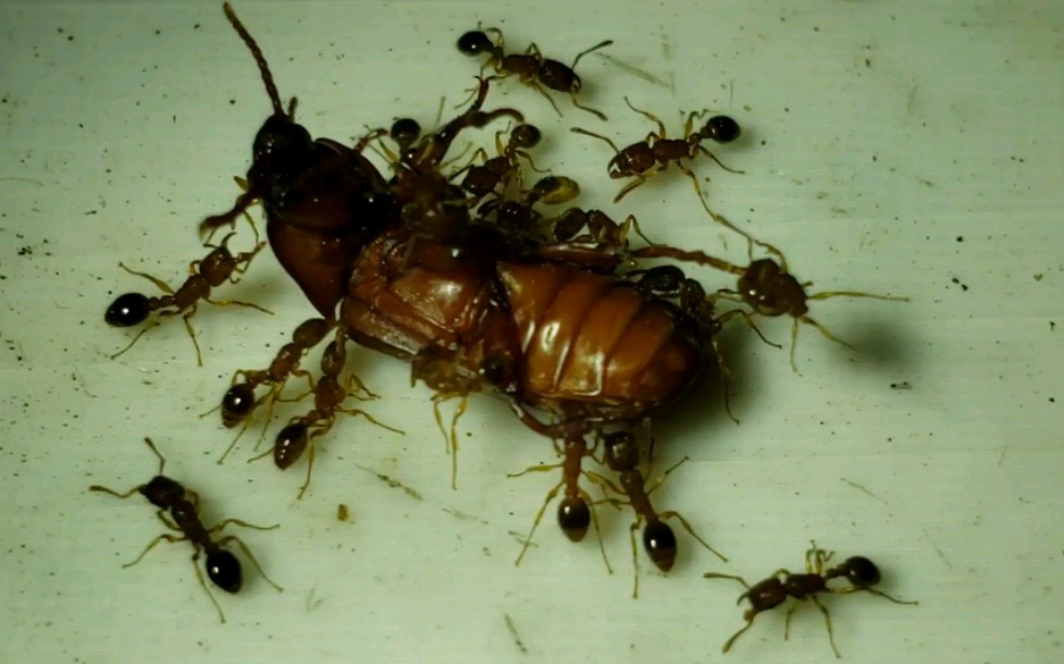 雄狮捕牛般_双隆骨铺道蚁定住失去挣扎着力点的黄粉甲