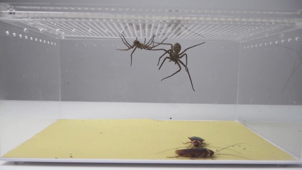 两只白额高脚蛛vs两只南方蟑螂实拍高脚蛛如何捕食小强