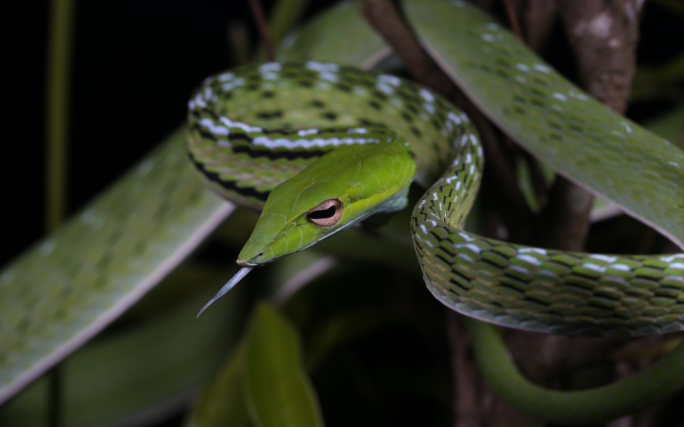 绿瘦蛇生气时是什么样子的?