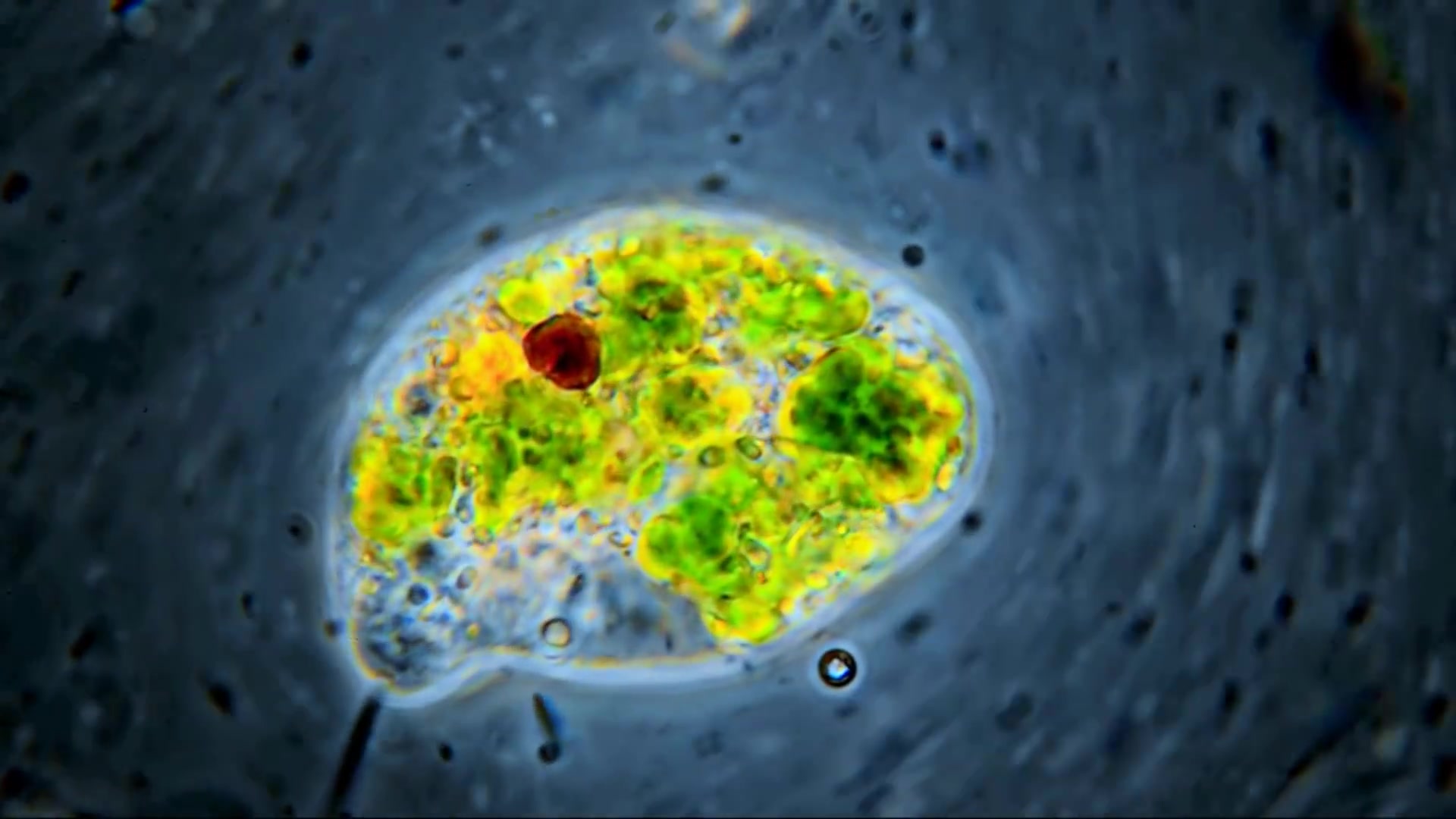 显微镜下的原生生物绿眼虫