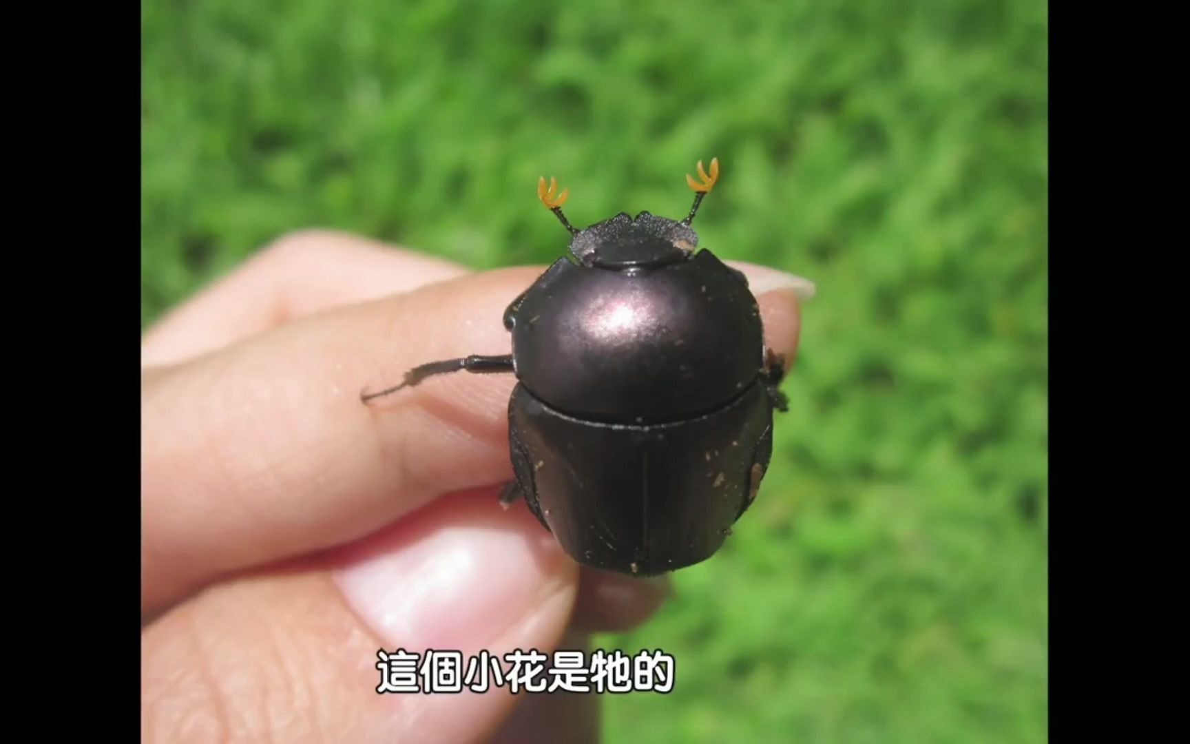 爱吃屎的粪金龟!