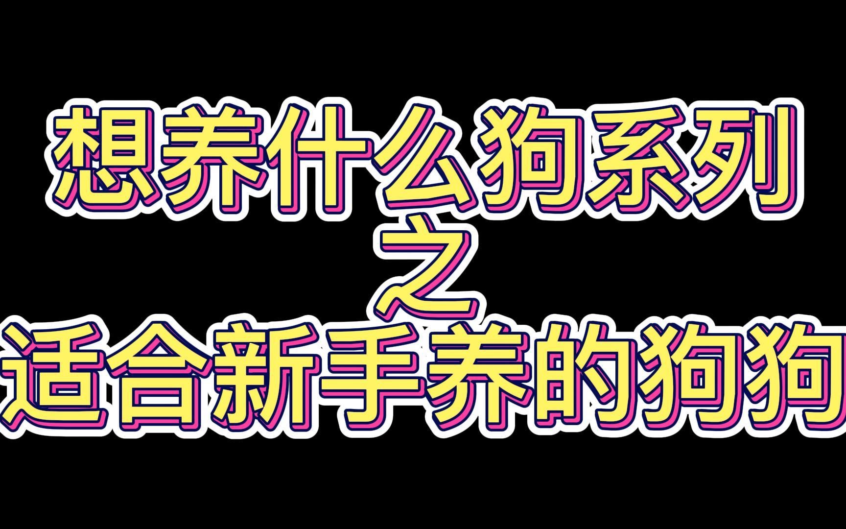 盘点6种适合新手养的狗狗:聪明的,可爱的,不需要怎么遛的,威武的,亲近人的哔哩哔哩bilibili