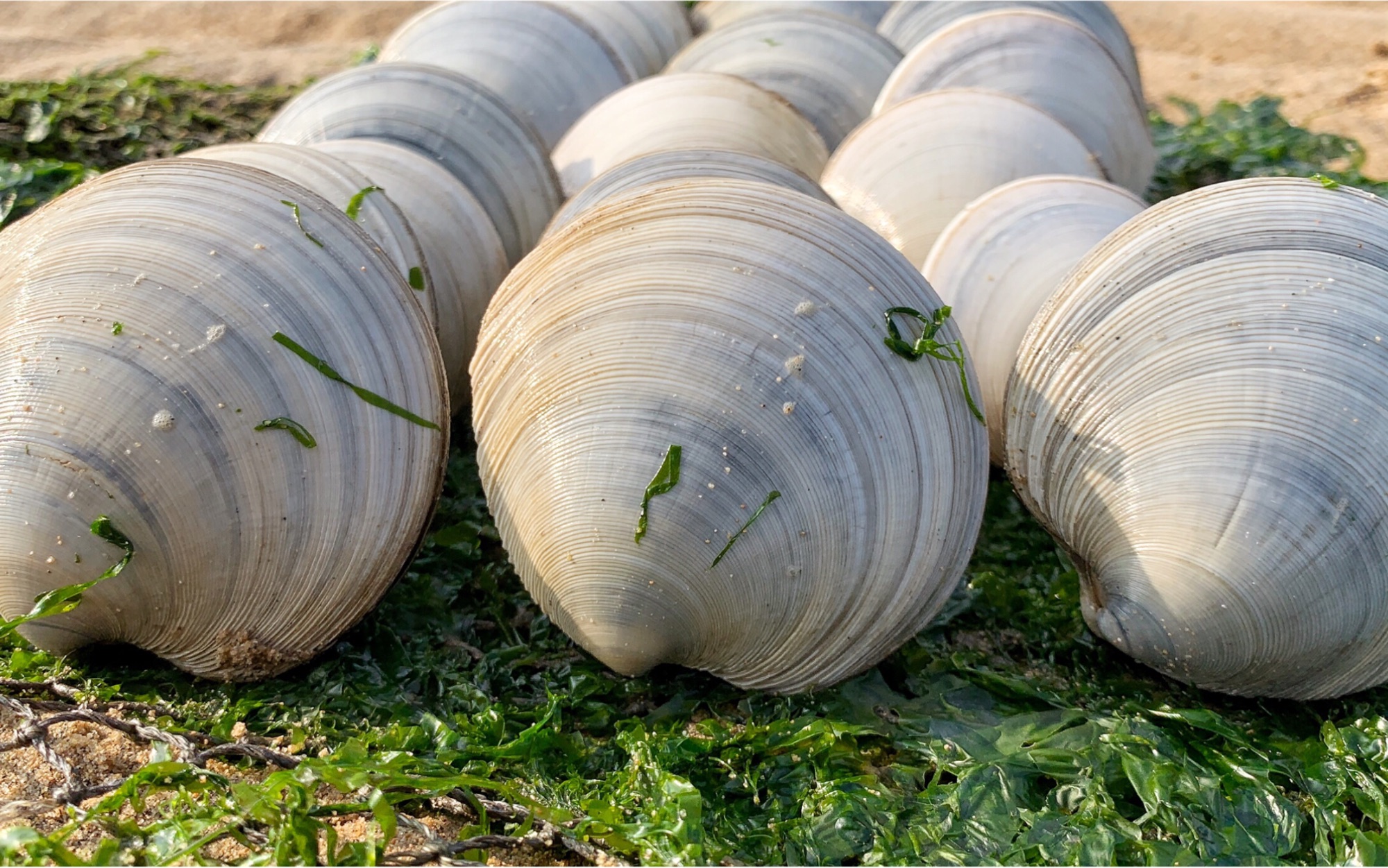 海边退潮后,发现好多8字呼吸孔挖出20多枚月亮贝,还收获黑香螺