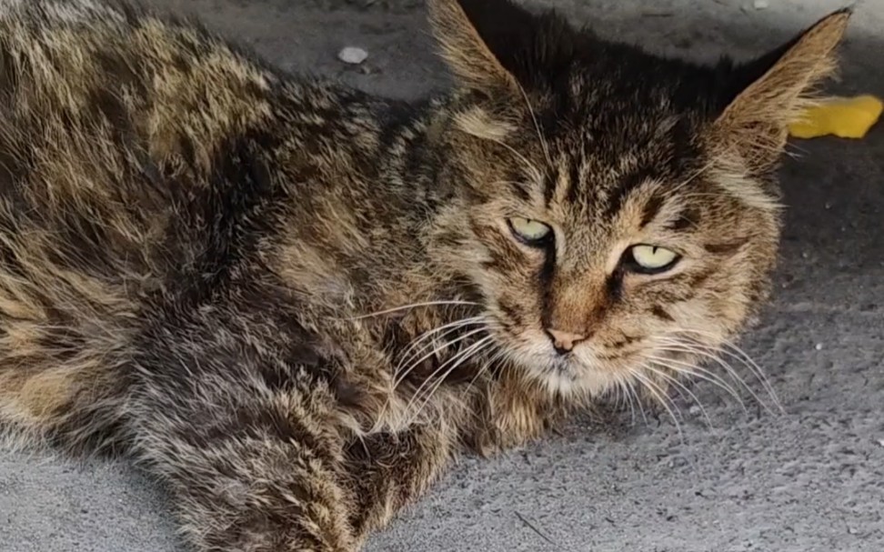 看起来就很能打的猫霸狸花,据说很凶悍会和狗正面刚哔哩哔哩bilibili