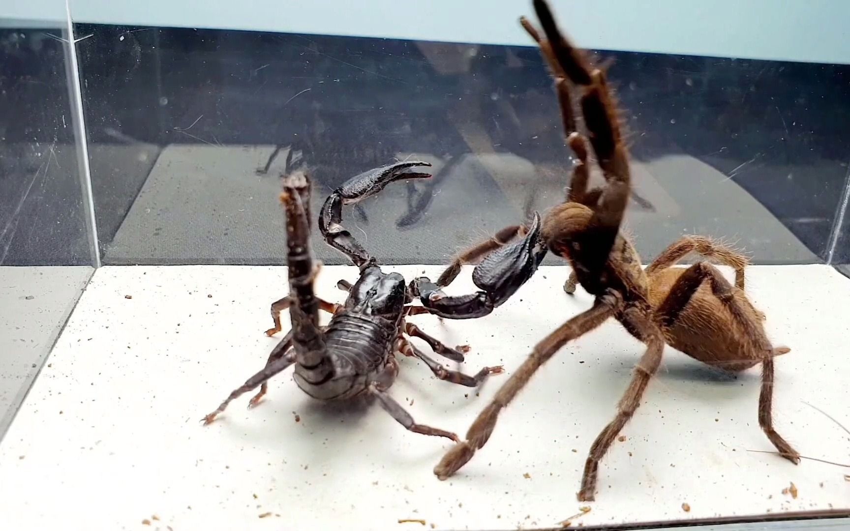 鞭蝎大战蜘蛛图片