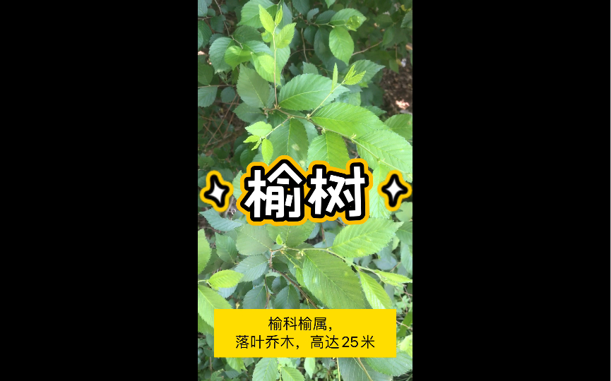 常见园林植物——榆树哔哩哔哩bilibili