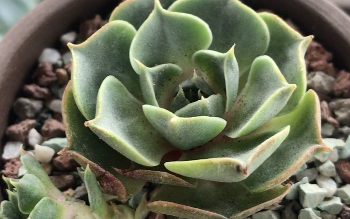 多肉植物 圆叶罗西玛 四种罗西玛之一 罗西玛变种a 的一种 叶子的宽度