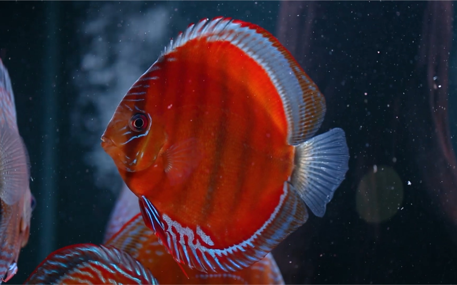 娜拉•野生七彩神仙篇_哔哩哔哩_bilibili