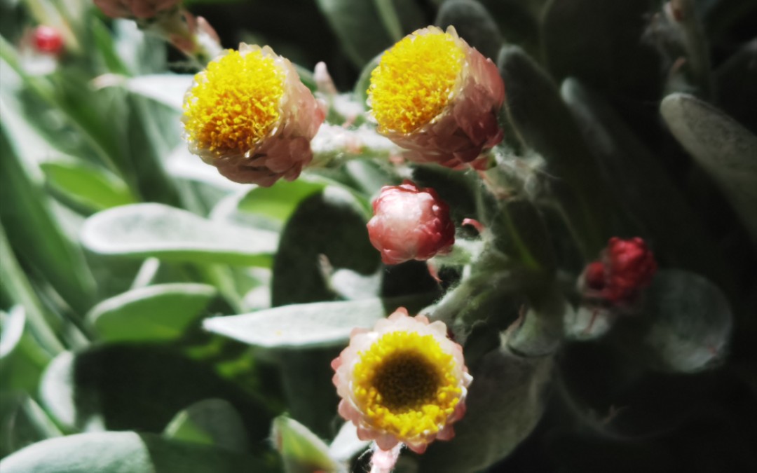 【种花小能手】银叶蜡菊,飘窗角落里的小可爱!