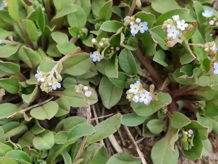 652 附地菜:紫草科附地菜属草本植物.