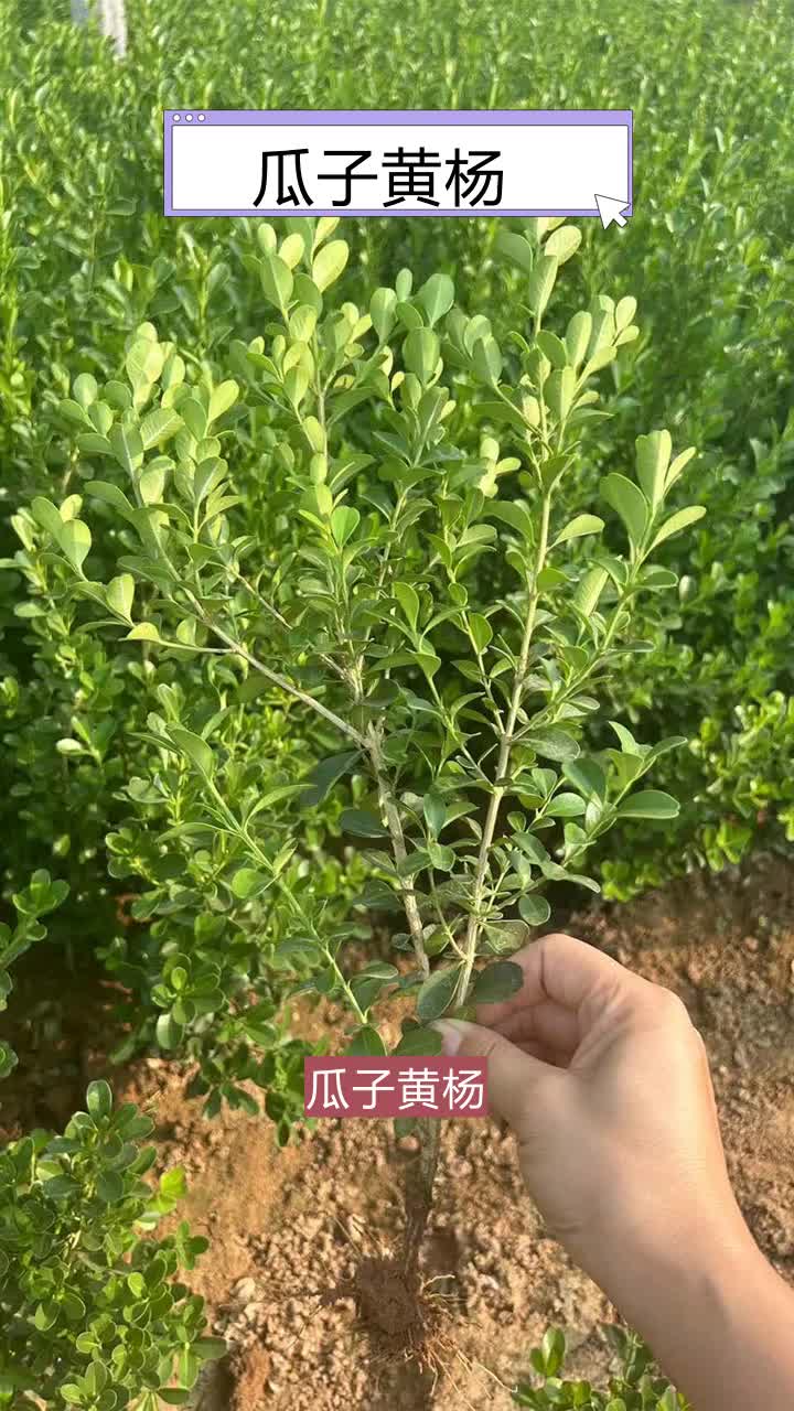 瓜子黄杨花苗"金通花卉,苗木草花专家,品质生活从这里开始!"保证颜色鲜艳,生机勃勃.欢迎私信 #湖北瓜子黄杨大杯 #福建瓜子黄杨批发价格 #山西...