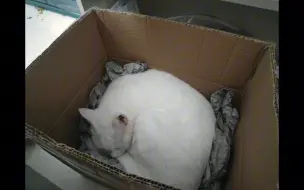 狩野集|宅家干啥꒰⑅°͈꒳°͈꒱