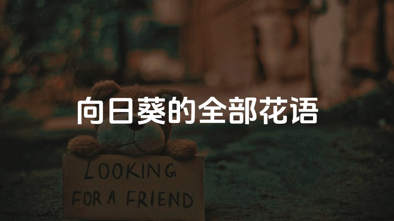 "一直在受伤,却愤怒的成长"『向日葵的全部花语』