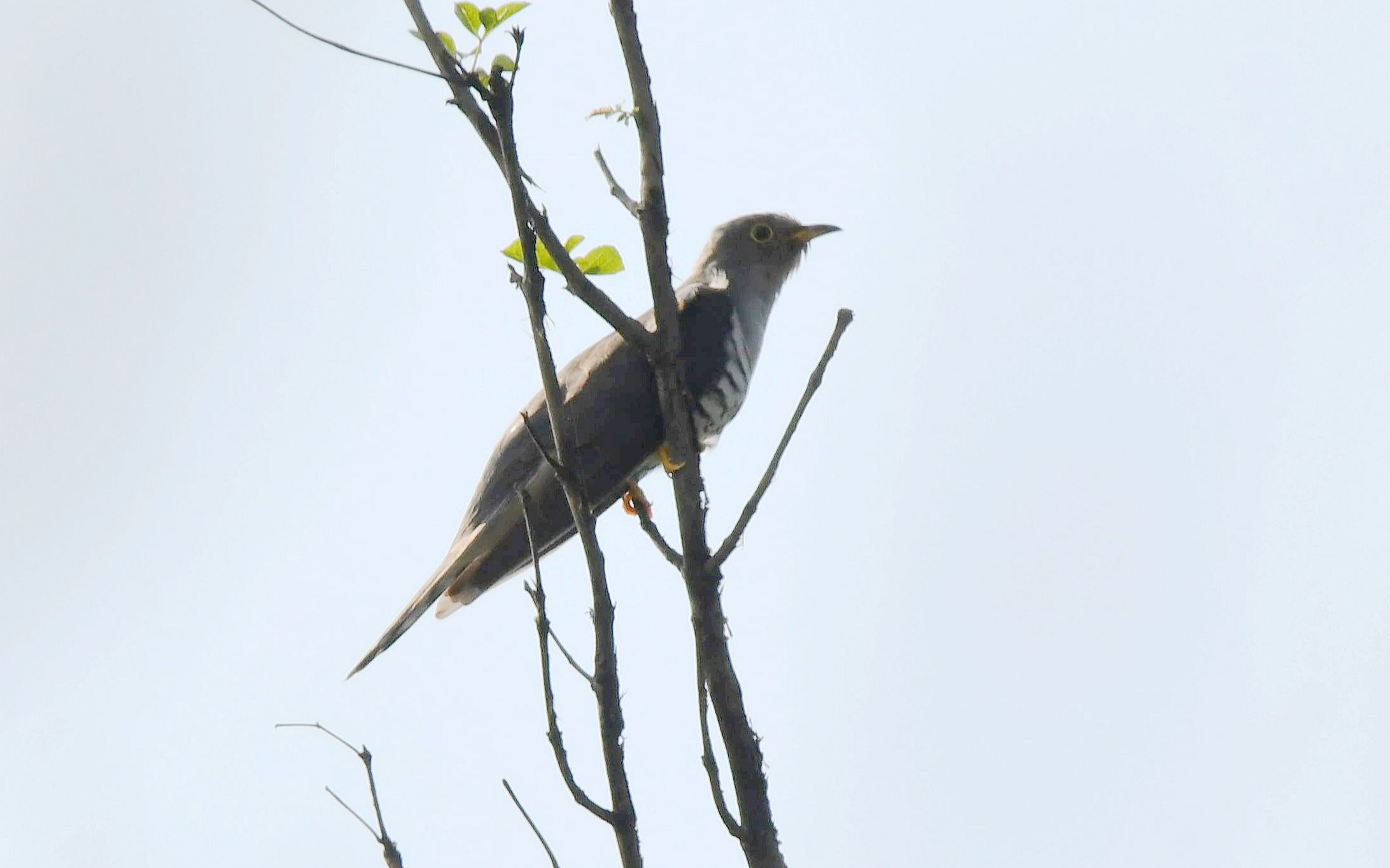 活动  妙峰山拍到的小杜鹃它的叫声是六声