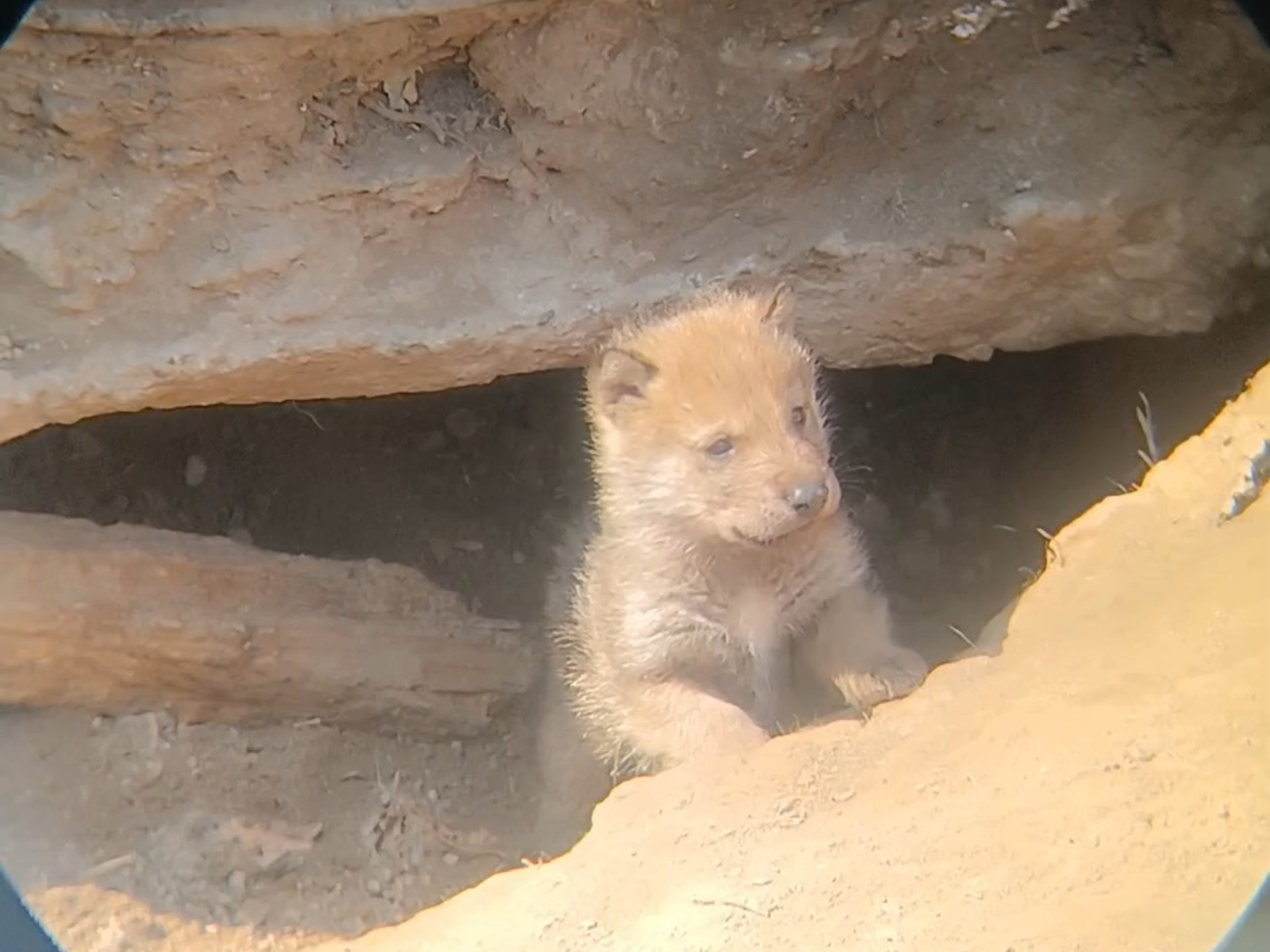 小狼崽崽从洞里出来啦