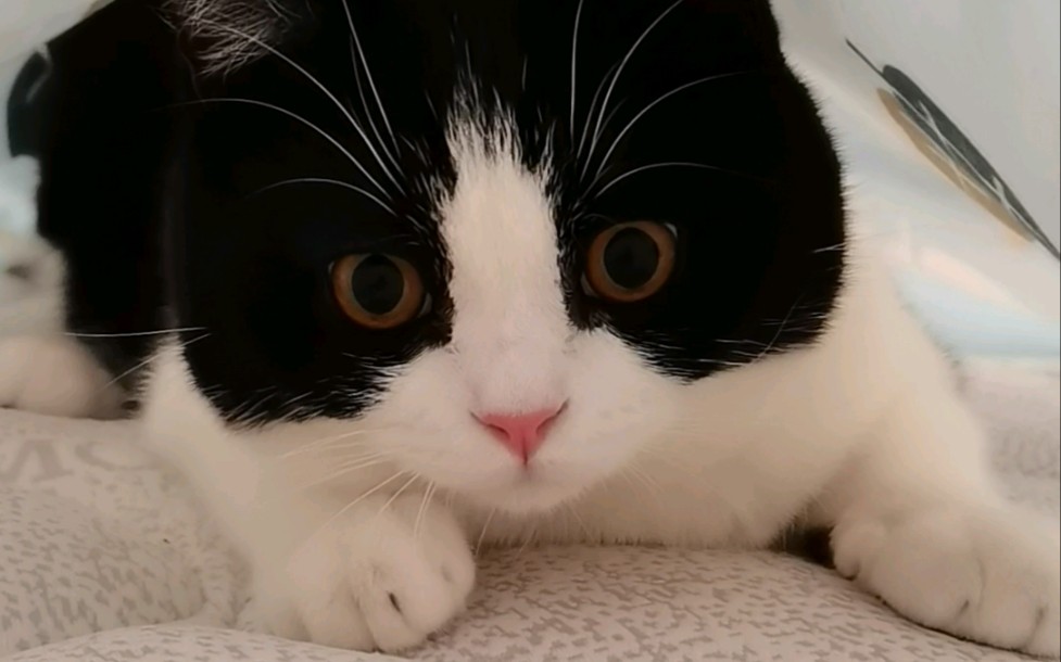 活动  豆豆猫钻床单