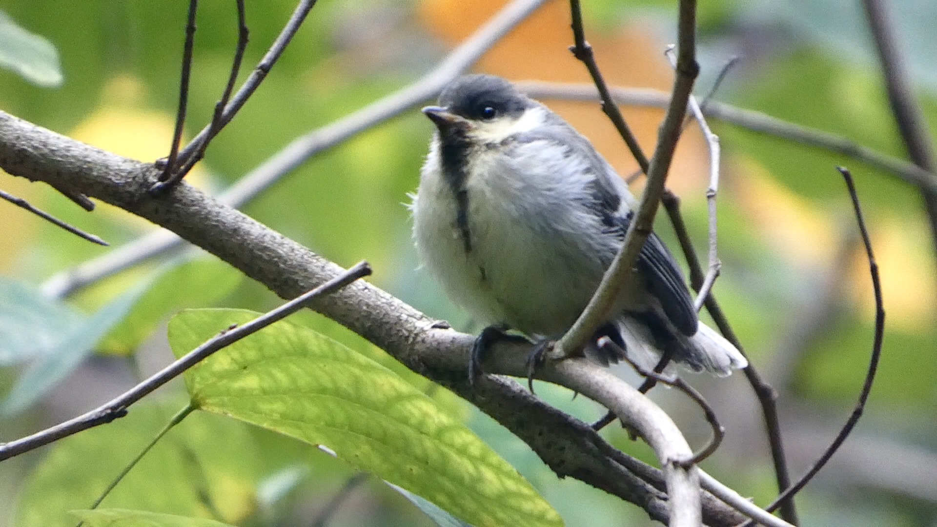 可爱的远东山雀宝宝