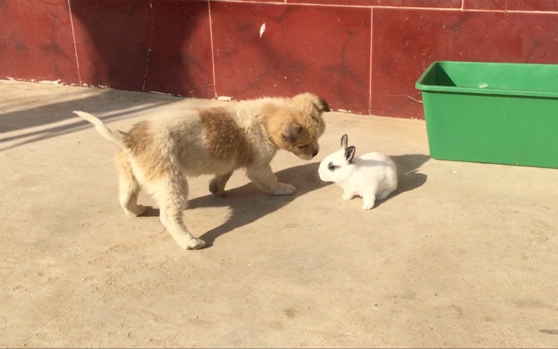 兔子惨了,被狗跟着咬,兔子就是兔子,反击都这么可爱?