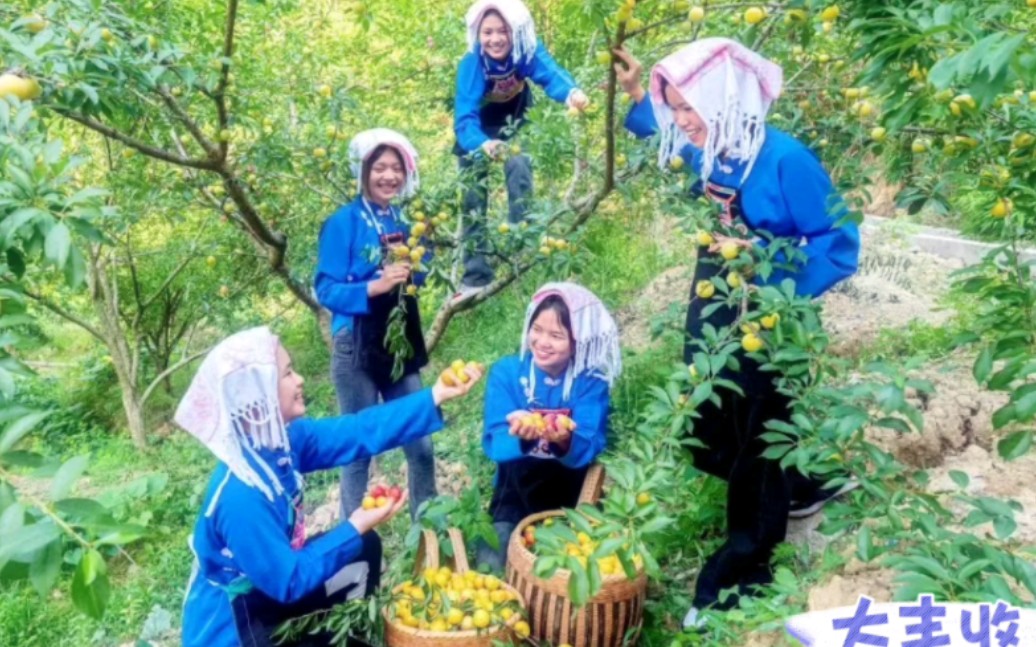 南丹县-罗富镇-黄腊李