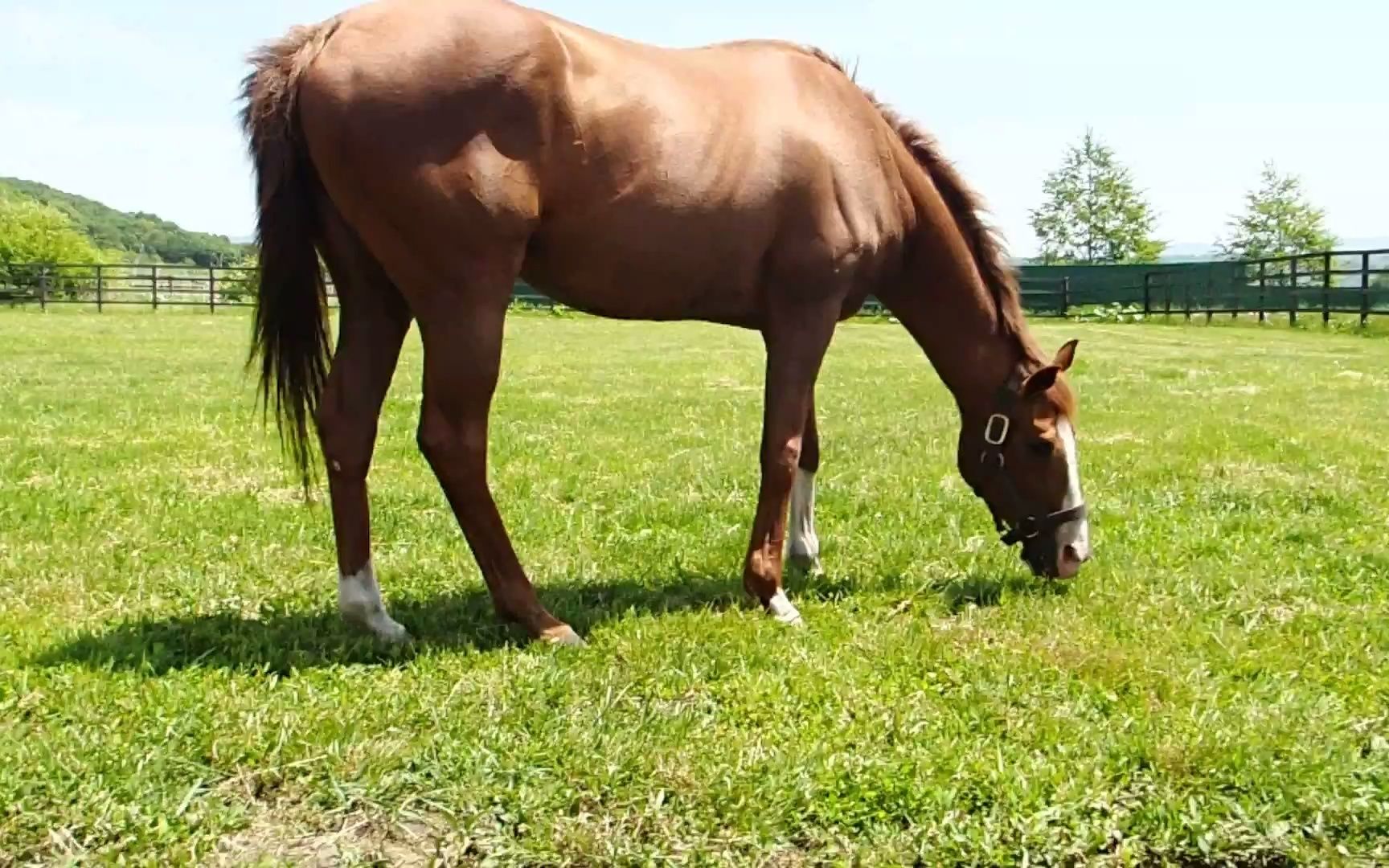 身材蛮结实的重炮 2014年6月