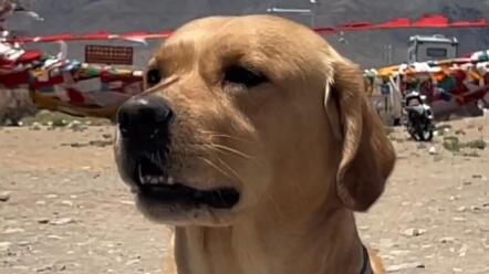 战斧洋芋马克去旅游捏