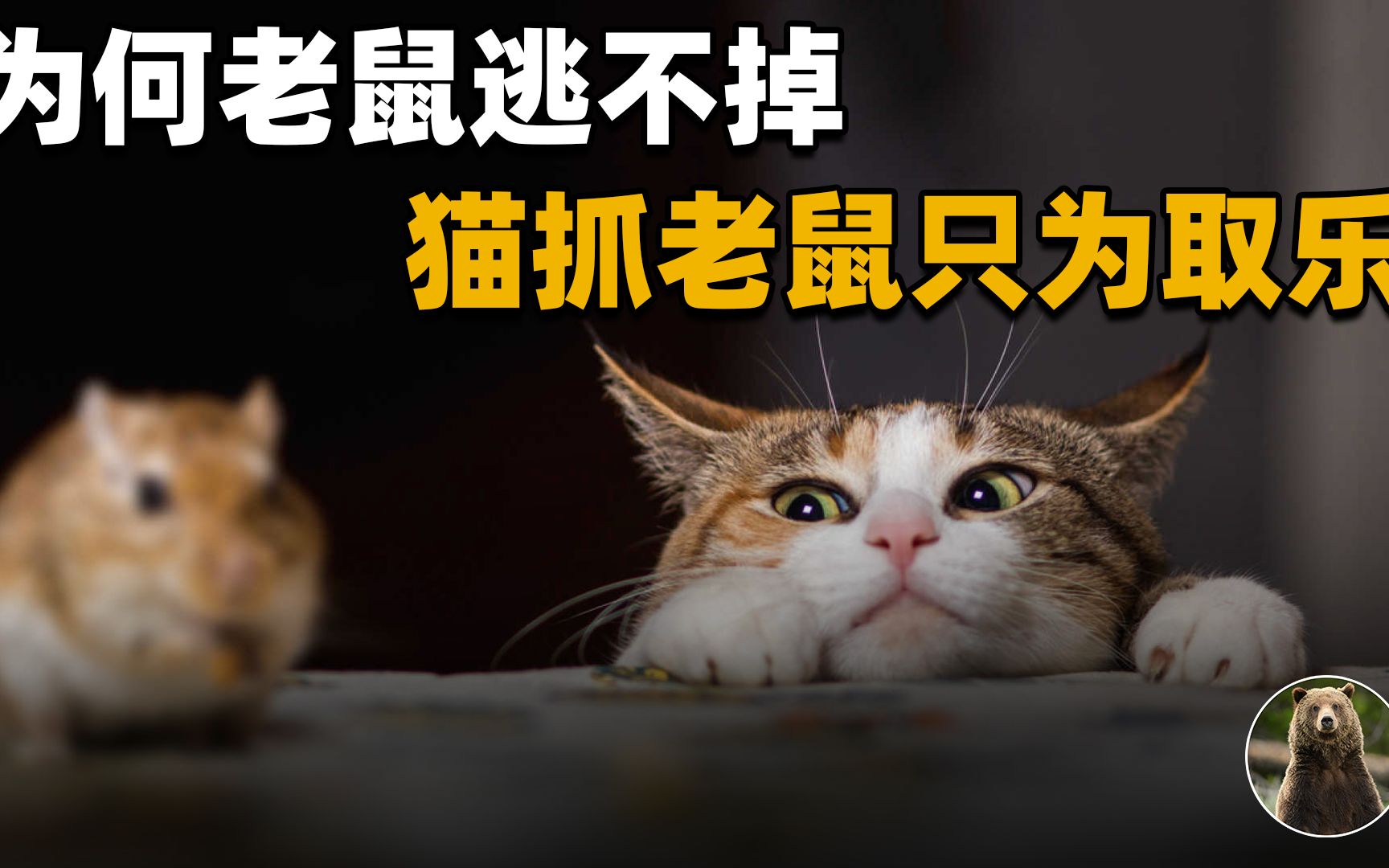 猫抓到老鼠,只是来回挑逗并不吃,为什么老鼠不趁机逃跑?