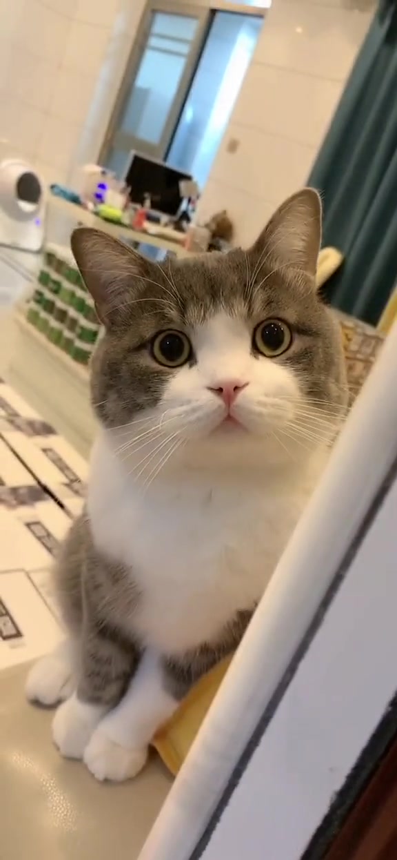 很高兴能遇见土豆,真的特别特别可爱!猫 吸猫