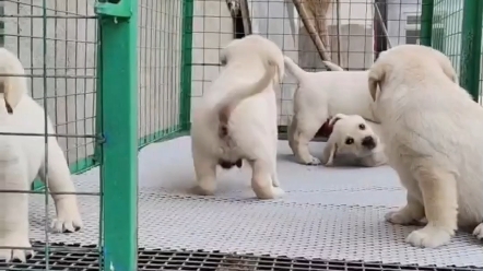 拉布拉多幼犬漂亮哔哩哔哩bilibili