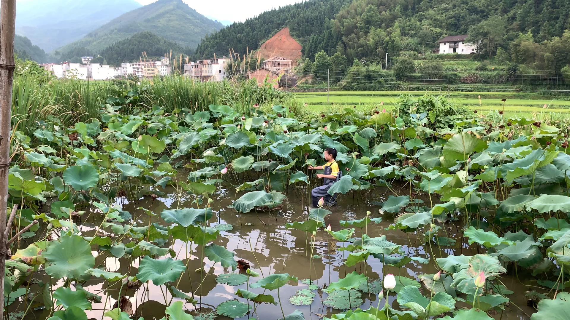 与大自然零距离接触,挖莲藕、采荷花,感受生命的美好哔哩哔哩bilibili