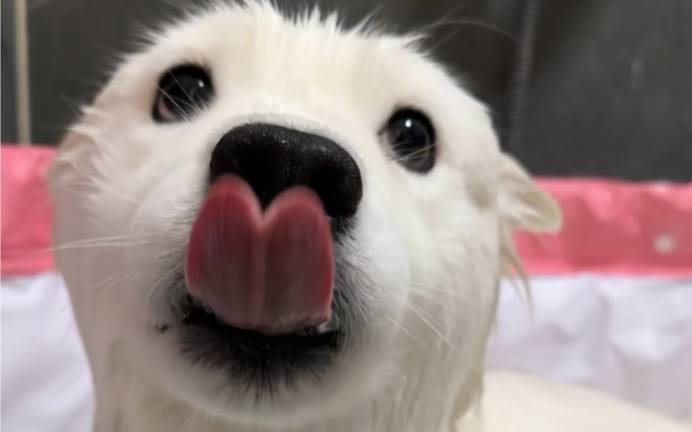 她连舌头都是心形的