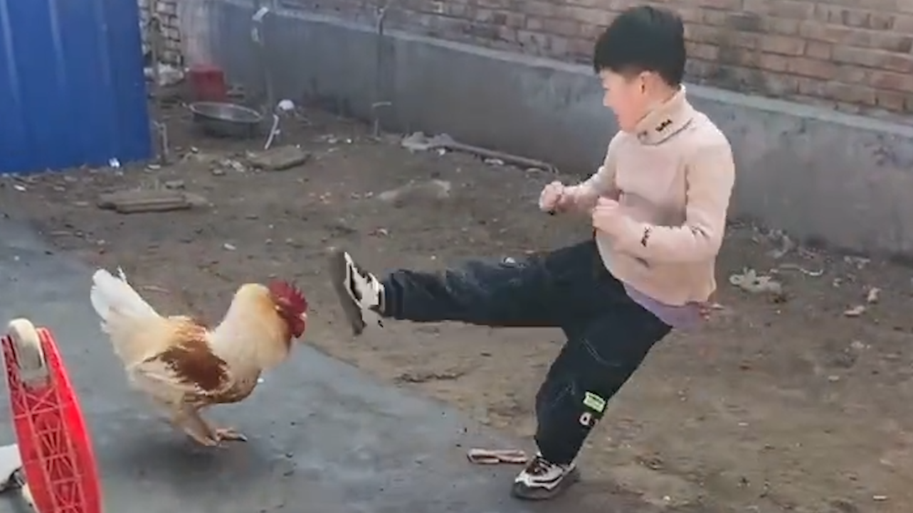 人鸡大战霸气小男孩院里挑战大公鸡一脚下去变真鸡犬不宁了