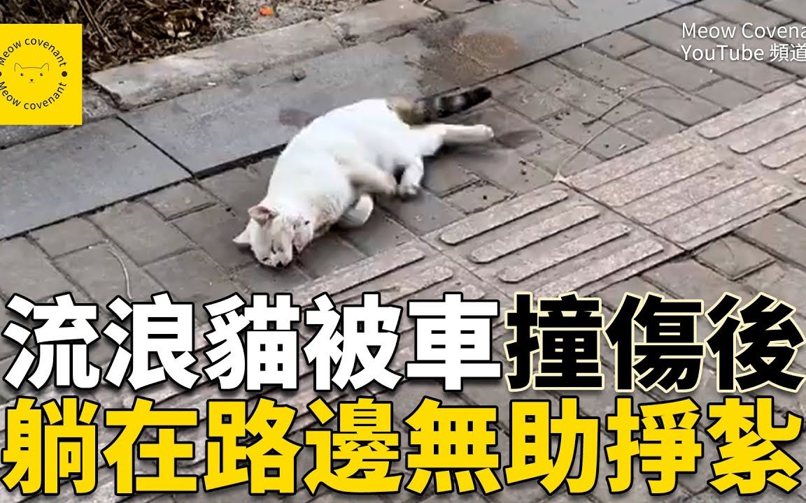 [图]流浪猫出车祸，躺在路边无助挣扎，路人视而不见，濒死之际遇到改变它命运的人