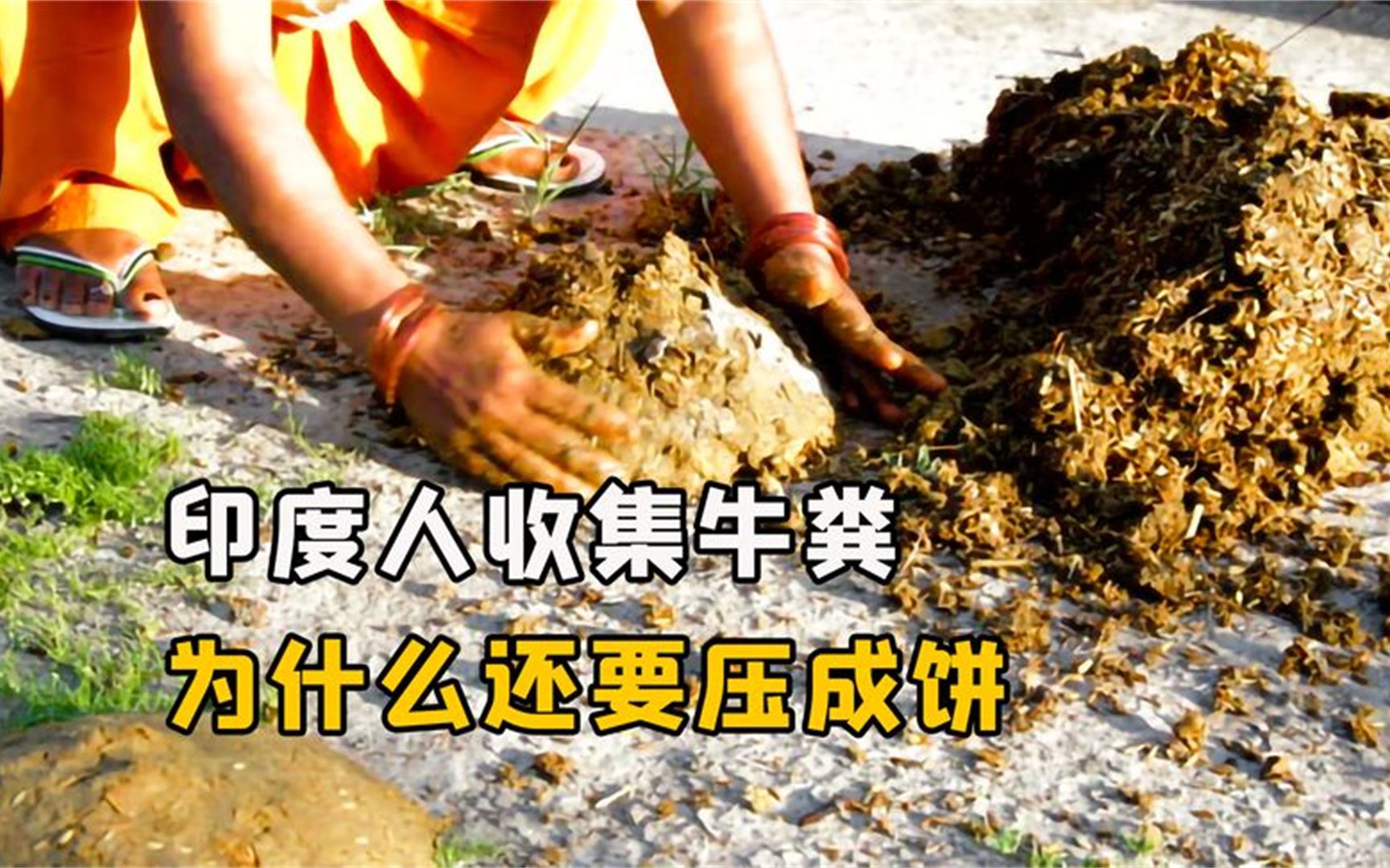 印度人把牛粪收集起来,为什么还要压成饼?不会多此一举吗?