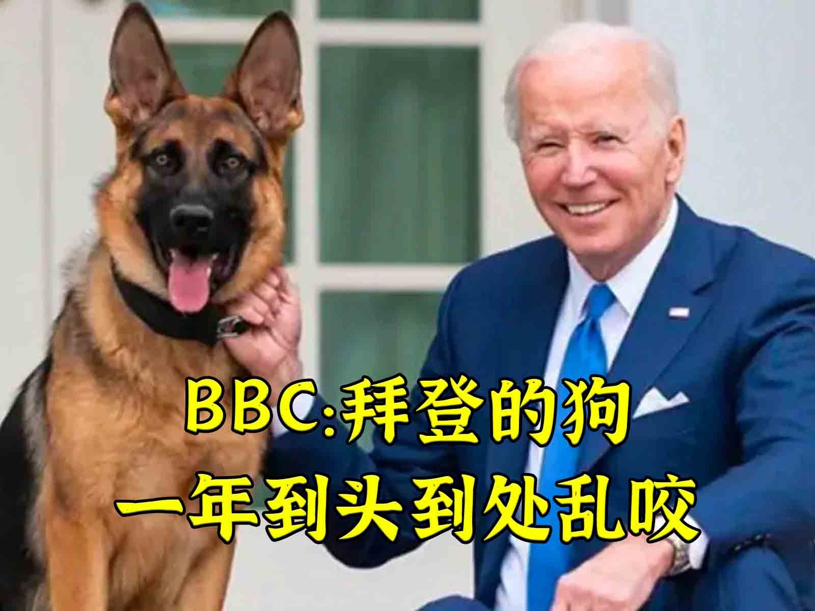 确实:bbc称拜登的狗一年到头到处乱咬