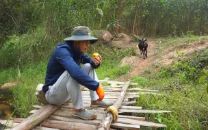 下载视频: 山羊比狗狗还粘人，在山间小路追着主人跑，抢主人早餐吃