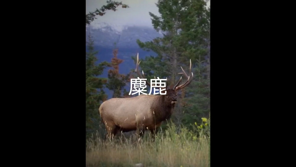 麋鹿:这不是渣,想给所以雌鹿一个家