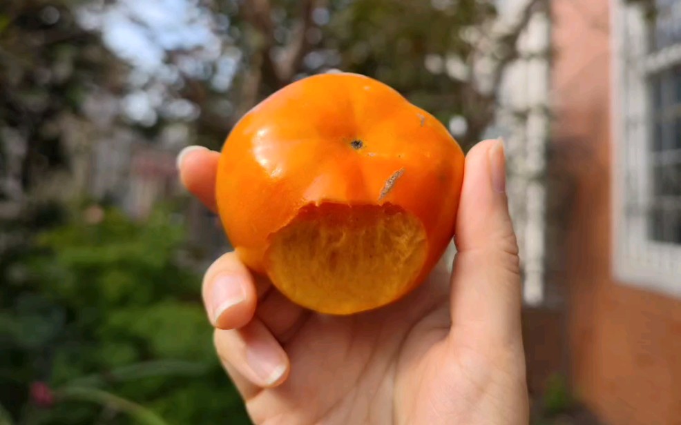 早秋甜柿,不错!种了这么多年,终于吃上了